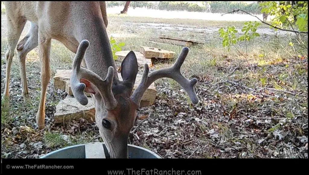Eight point buck